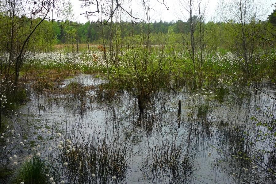 Długie Bagno