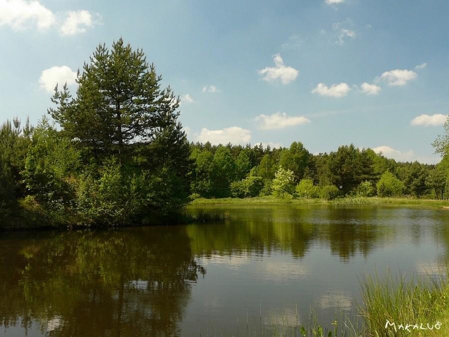 Stawy rybne koło Miasteczka Śląskiego