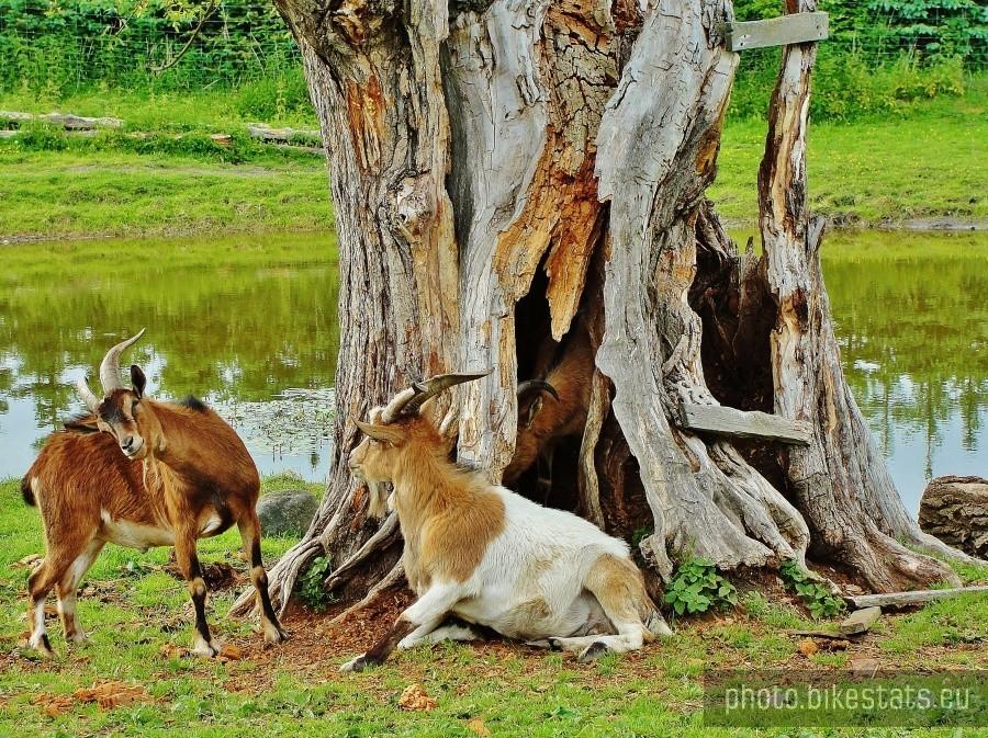 Przy karczmie znajduje się małe prywatne ZOO.