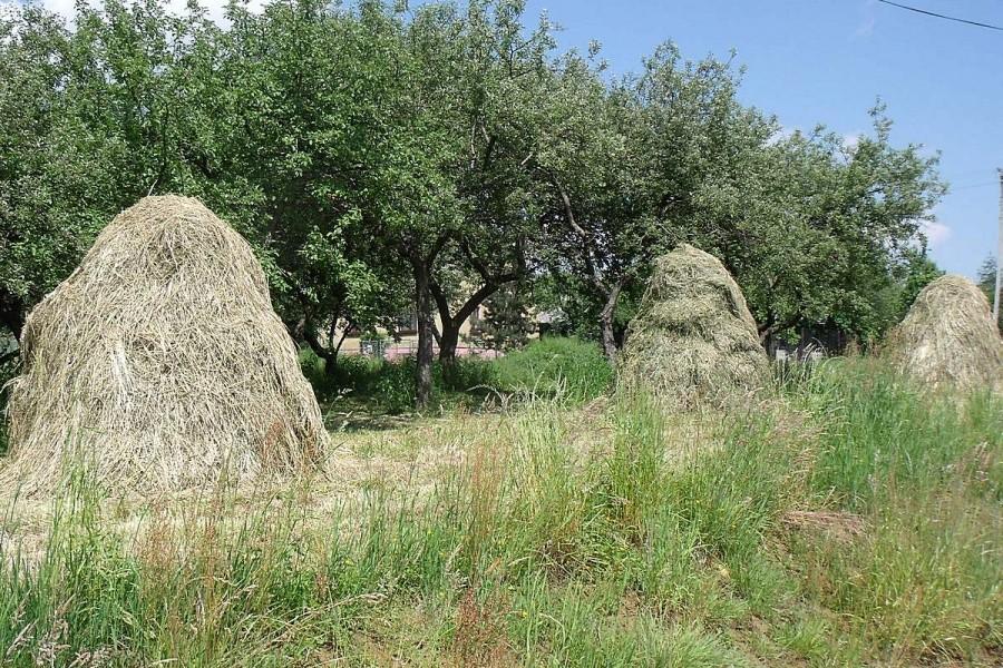 Niecodzienny widok