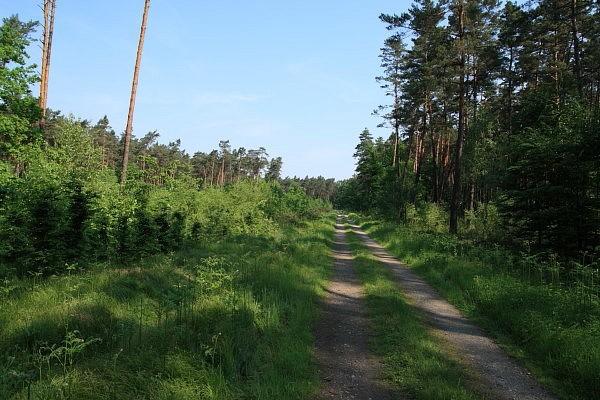 Puszcza Niepołomicka
