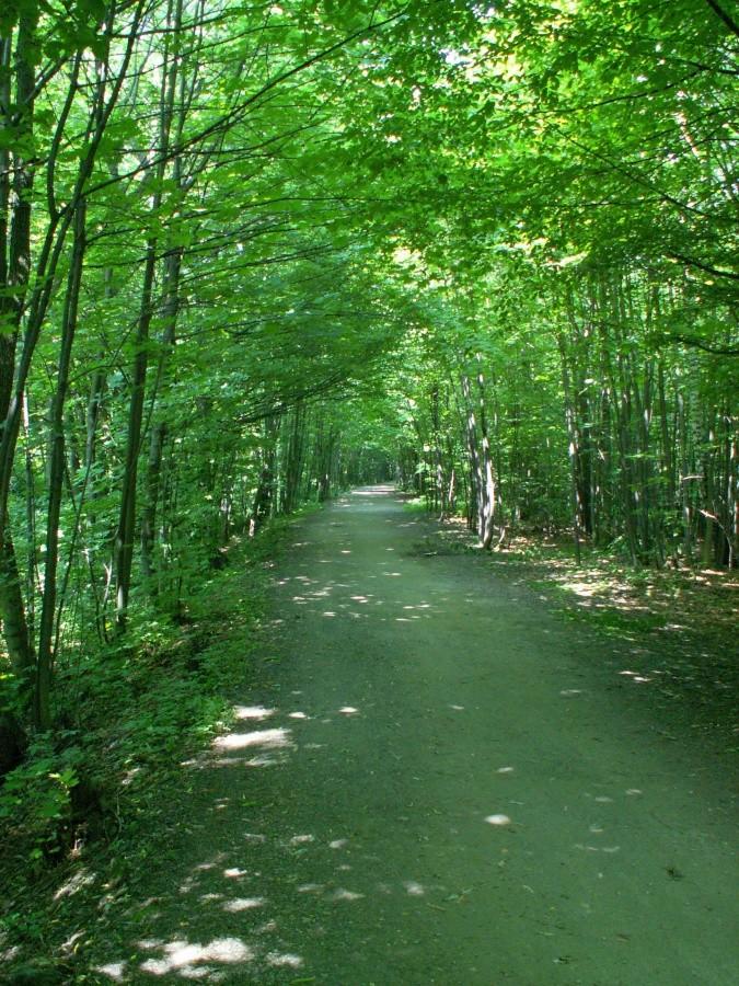 Zielony tunel na szlaku wzdłuż Wisły.