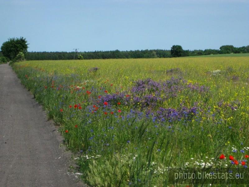 Kolorowa wiosna.