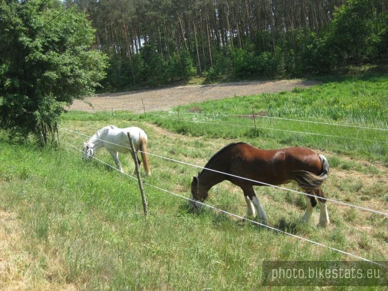 Koniki na łące w Złotniczkach.