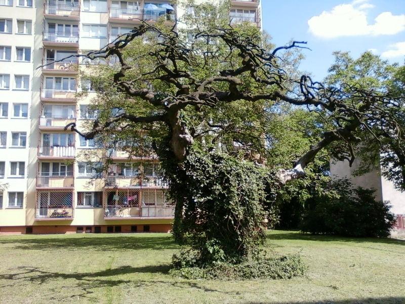 ul. Ks.Brzóski - poskręcane drzewo