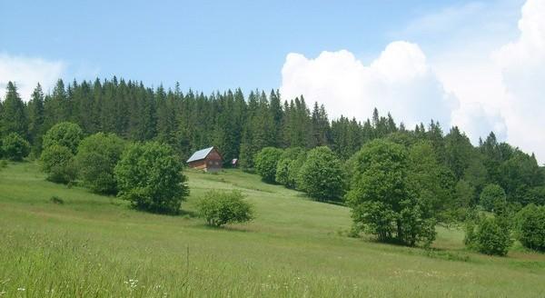 Boracze klimaty