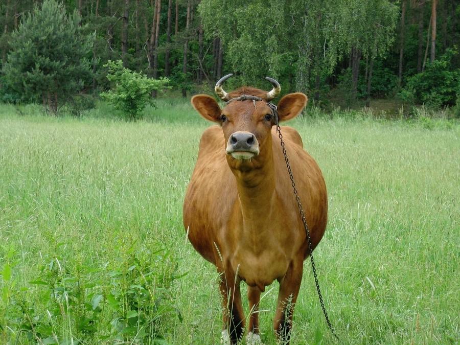Krasula z Lesznowoli