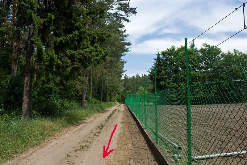 Szkółka leśna