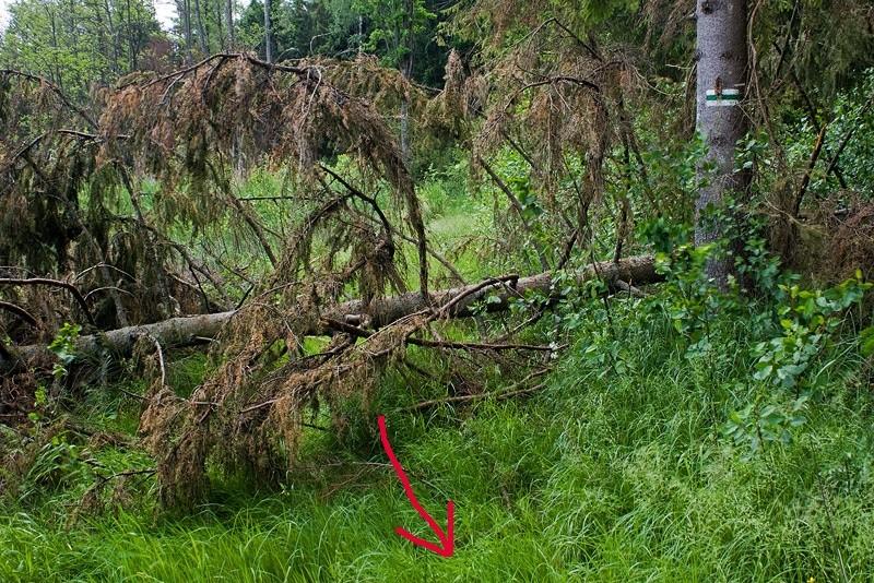 Niespodzianka na szlaku