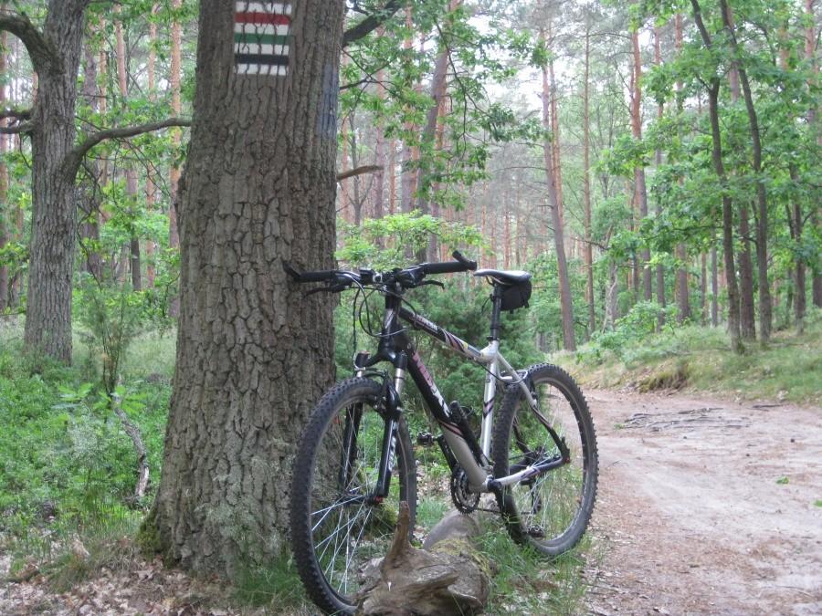 Kampinos