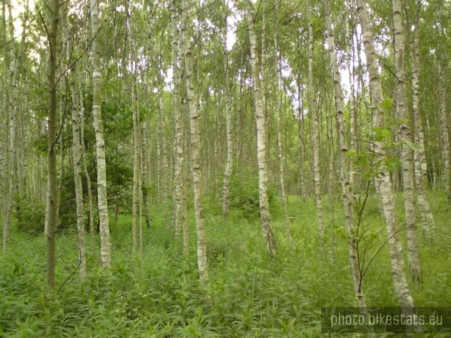 Chojnowski Park Krajobrazowy - wierzbowy lasek