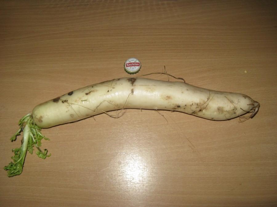 Rzodkiewa