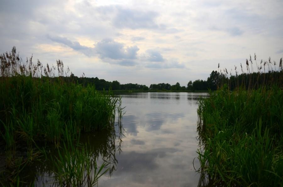Staw W okolicach Rudy Śląskiej