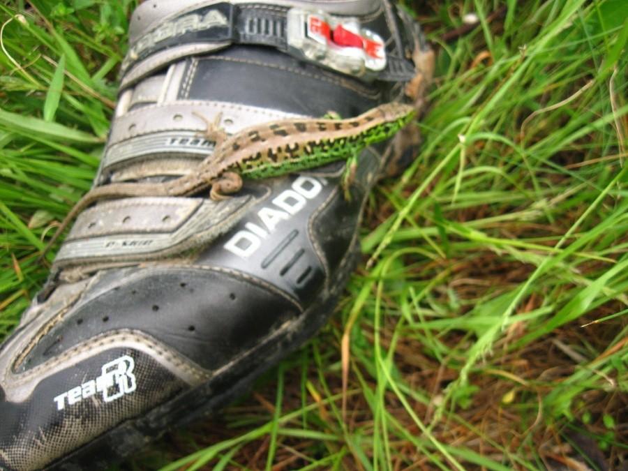 Jaszczurka mtb.