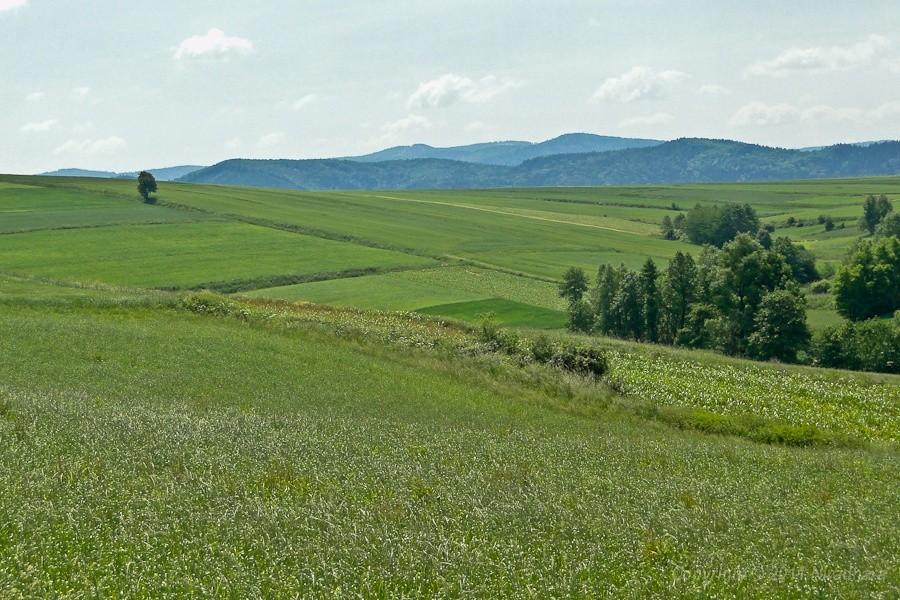 widoczek 2