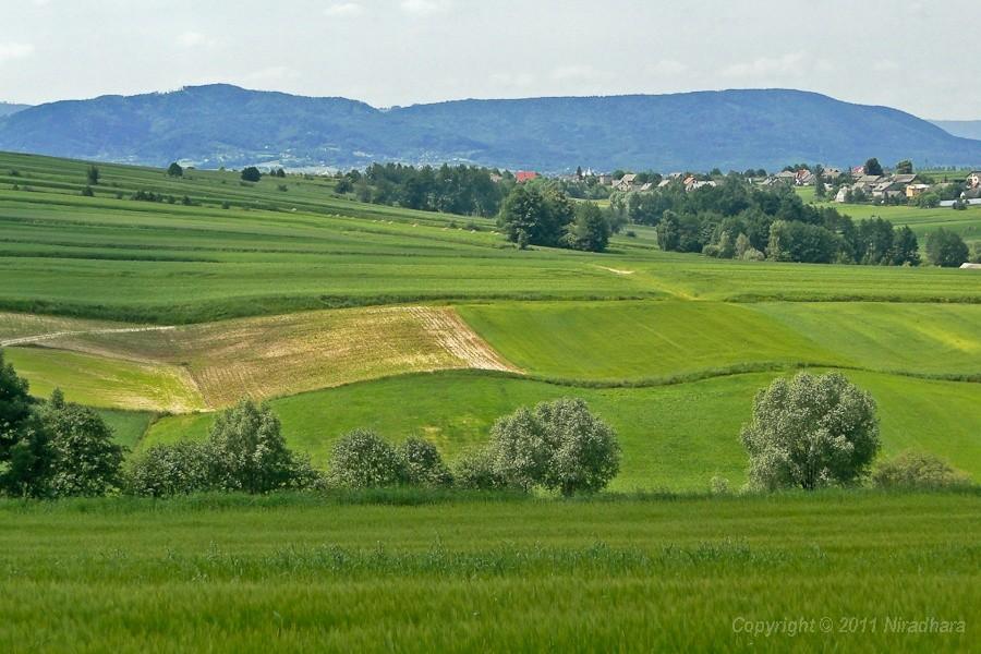 widoczek 4