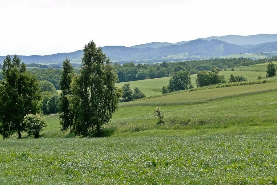widoczek 6