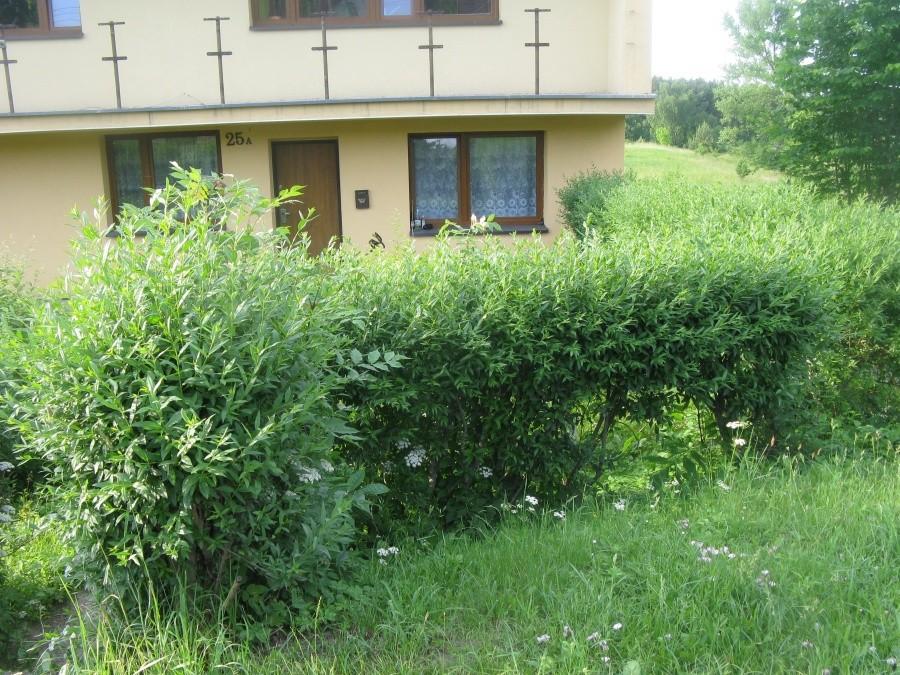 Zarośnięten żywopłoten