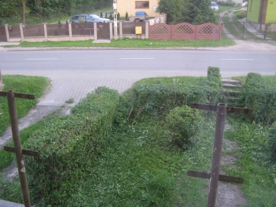 Obcięten żywopłoten