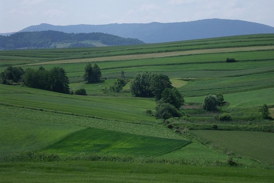 Widoczek