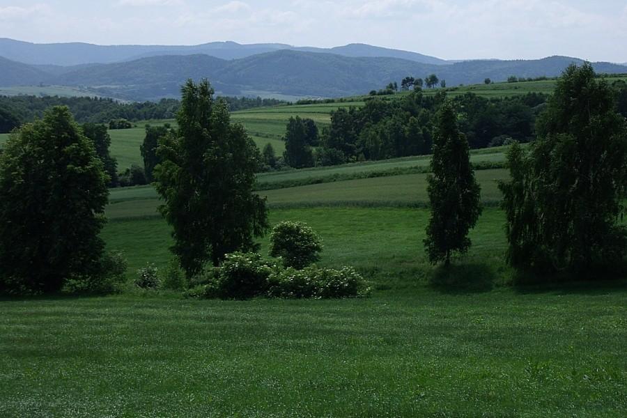 Widoczek