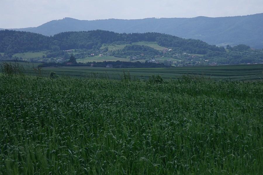 Widoczek