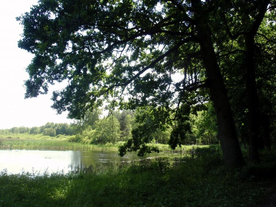 Staw Nowa Brzoza
