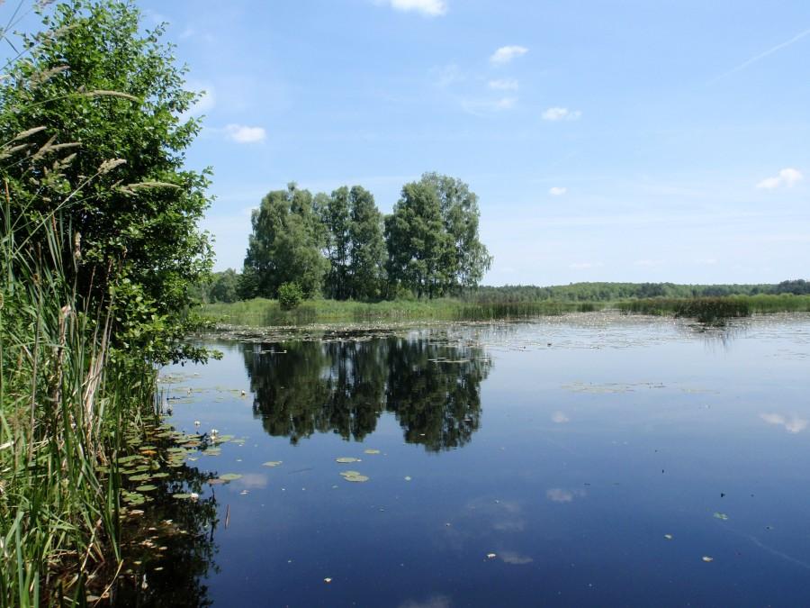 Staw Nowa Brzoza
