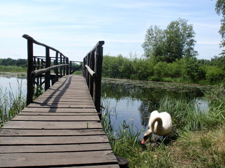 Łabędź szuka jedzenia