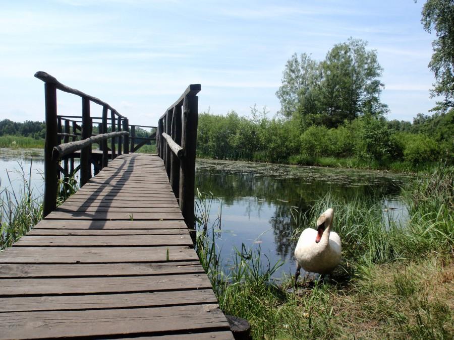 Łabędź rozczarowany