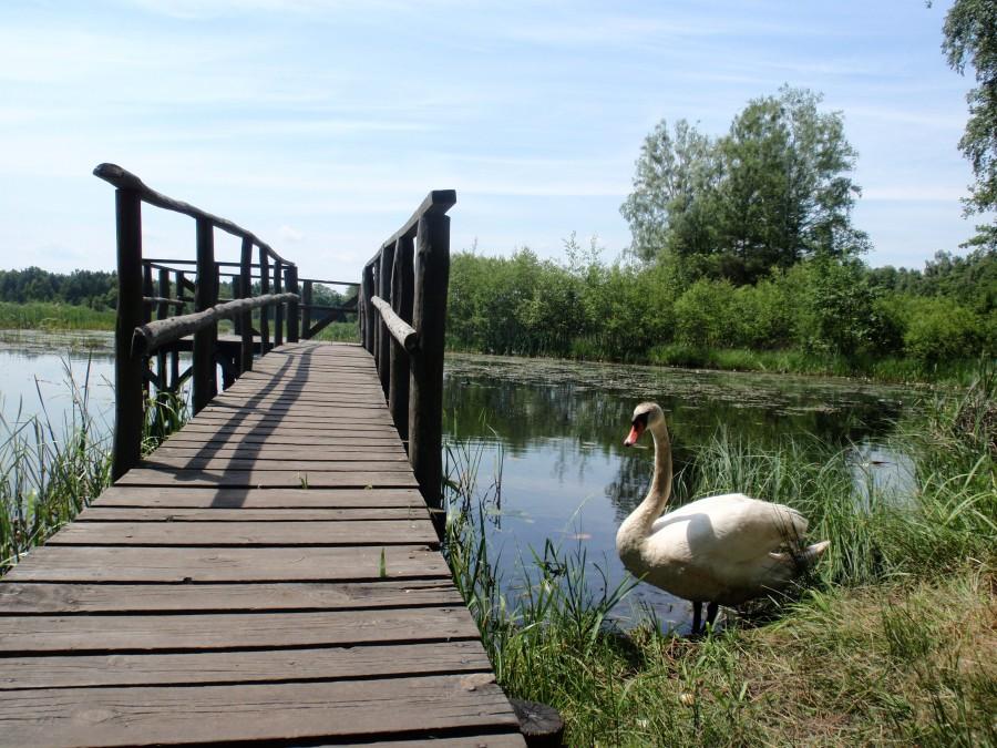 Łabędź przy pomoście