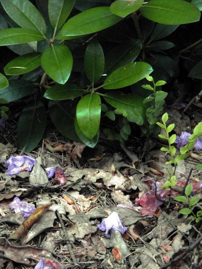 Przekwitłe rododendrony