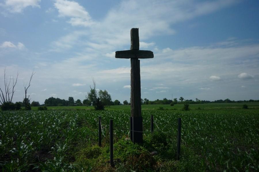 Krzyż w polu kukurydzy