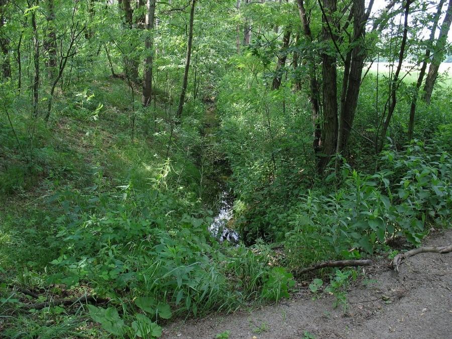 Rzeczka Cedron