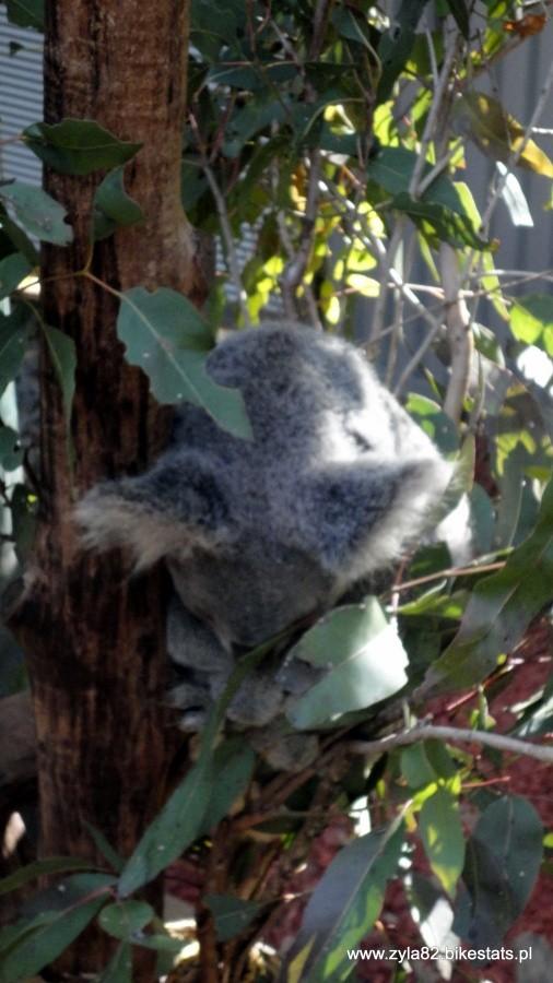 Misiu Koala