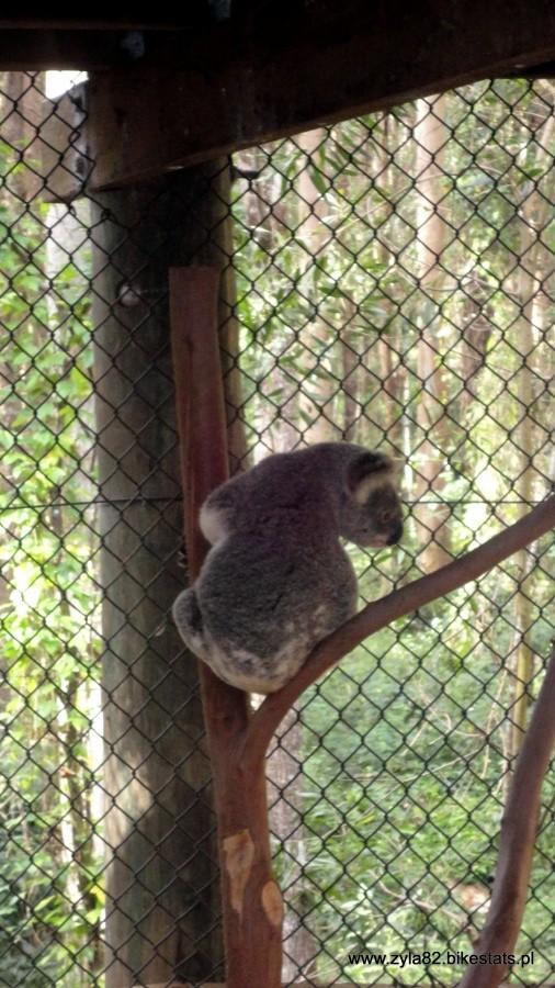 Misio Koala