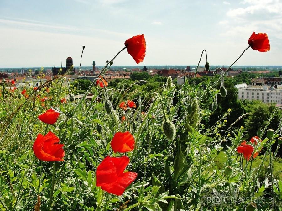 Widok Gdańska na tle kwitnących maków.