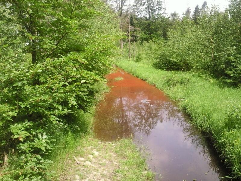 Przed Orłową