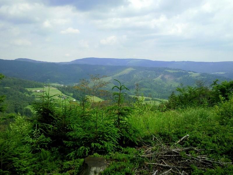 Zolty szlak