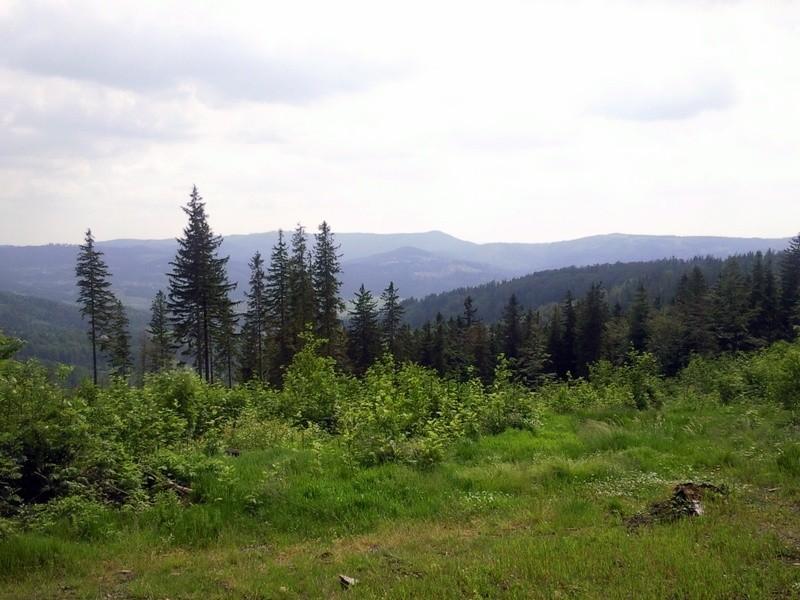zolty szlak