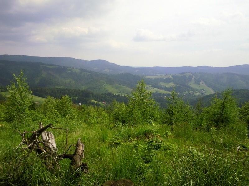 Żółty szlak