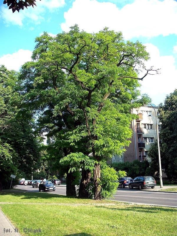 Dorodne grochodrzewy