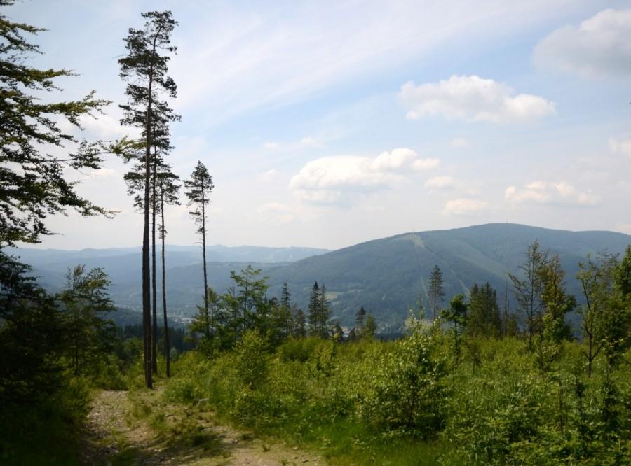 Widok na Czantorię Wielką z podejścia na Równicę