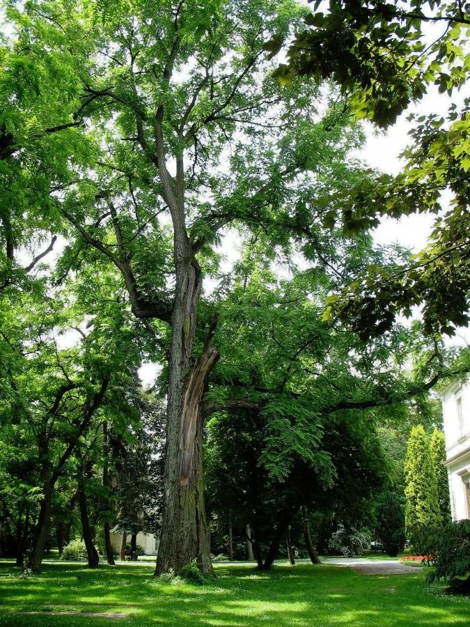 SGGW - park przy Pałacu Krasińskich