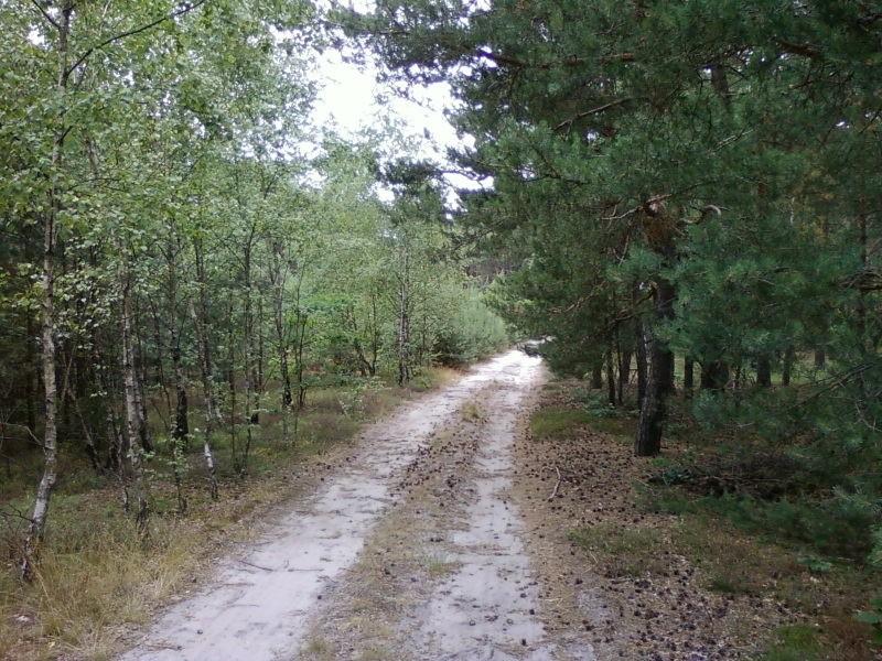 W lesie trochę piaszczyście