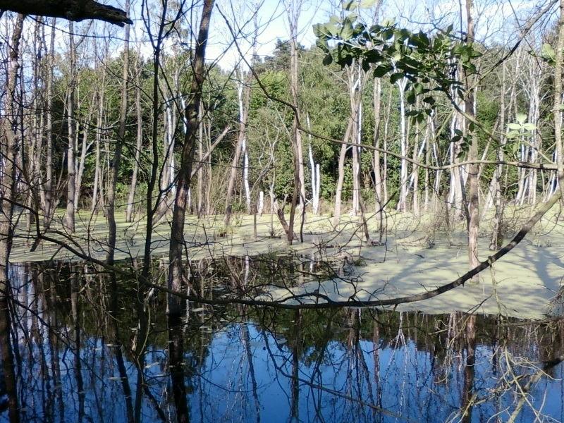 Podmokły las
