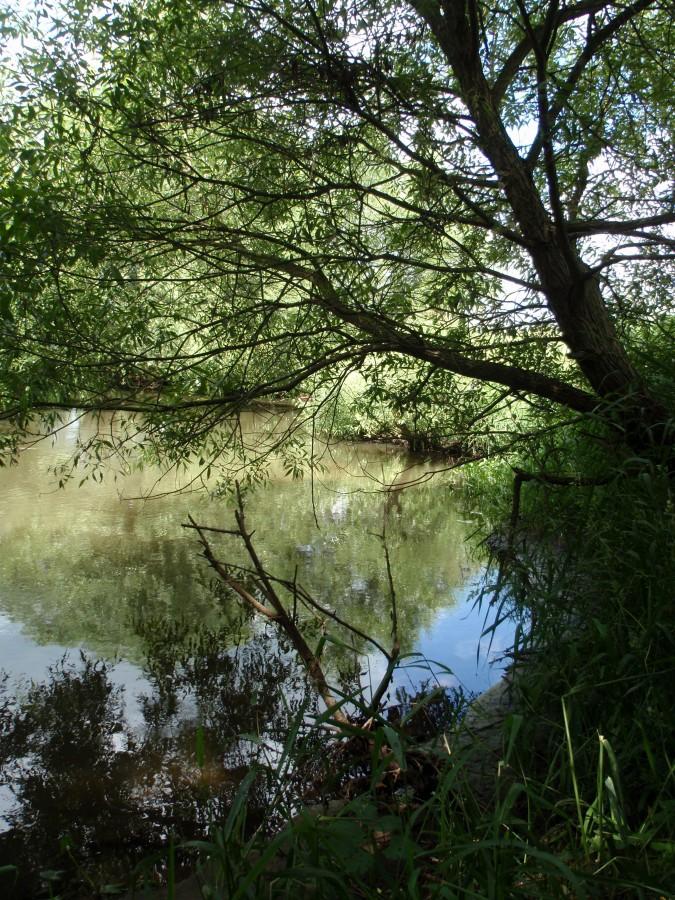 Drzewo nad Wartą