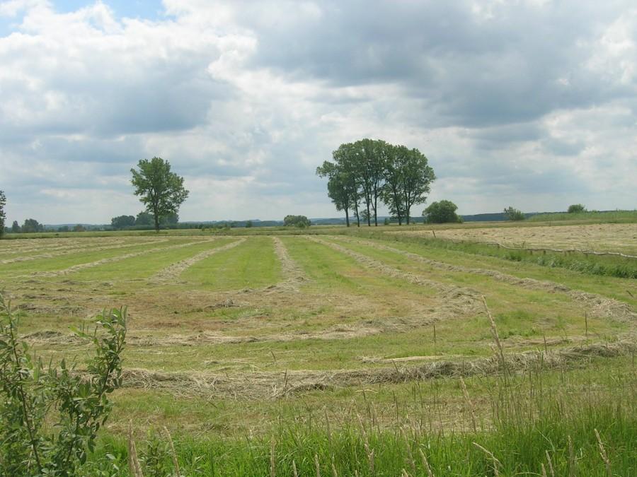gdzies w Kopaninach
