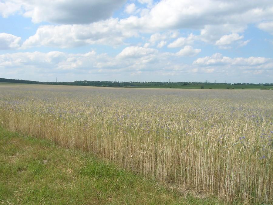 Smyków