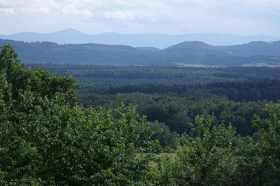 Widoczek
